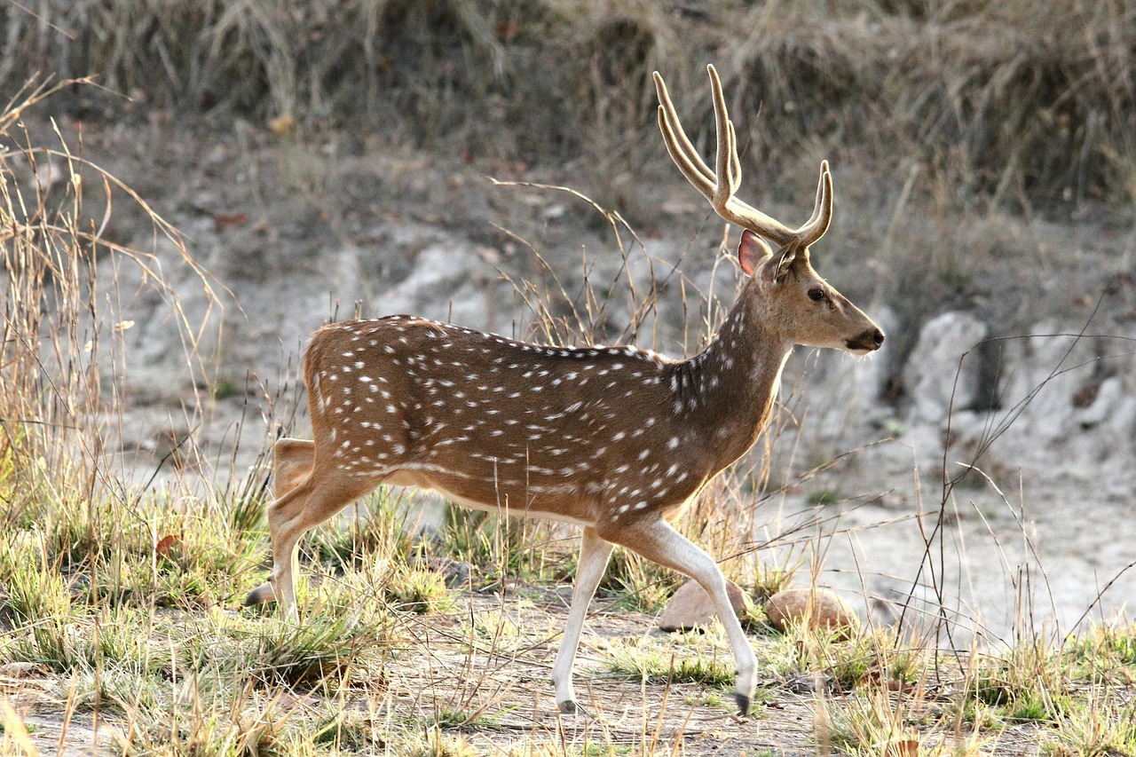 A chital